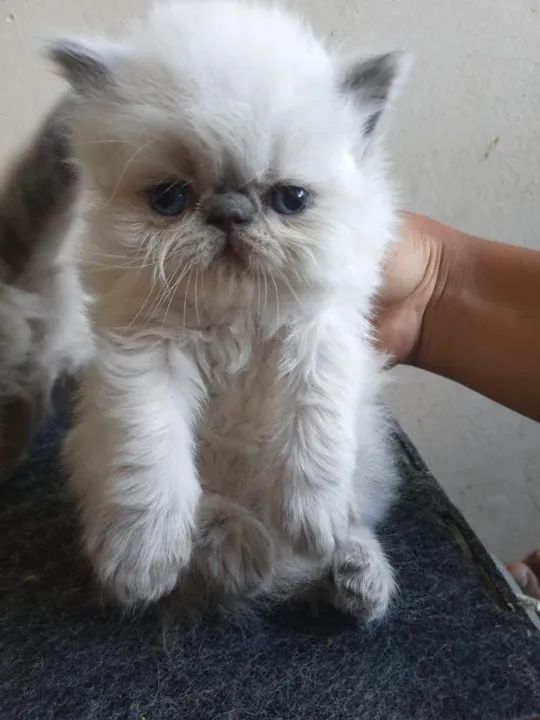 Lindos  filhotes de gato persa - Foto 4