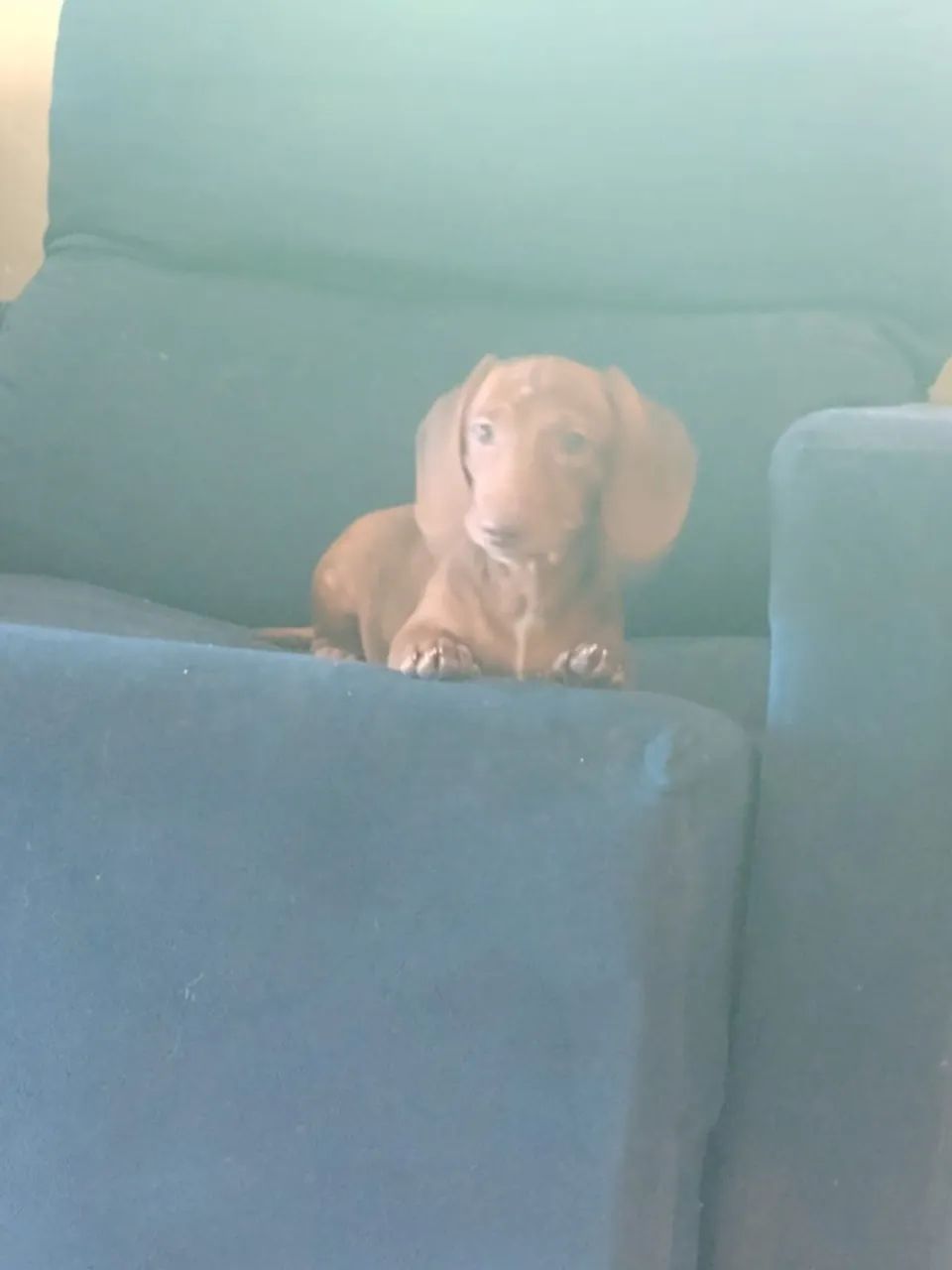 Dachshund (Salsichinha) - Foto 4