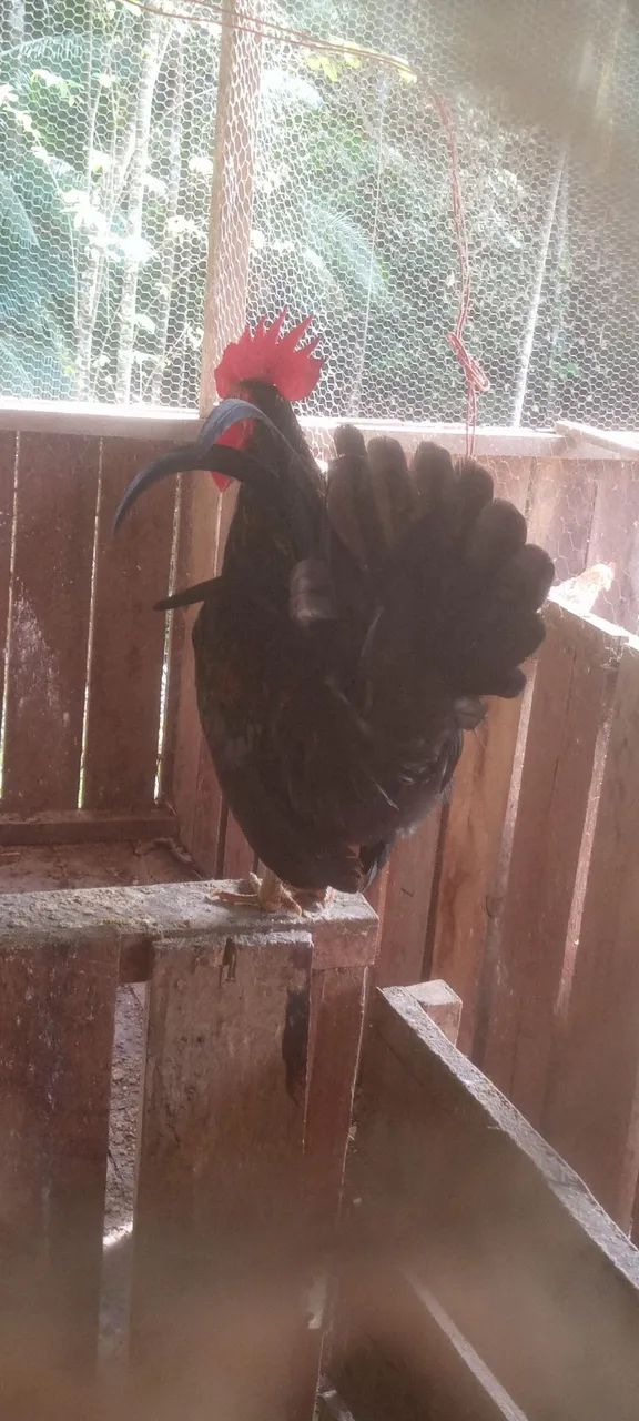 Frangos da raça Nagasaki  - Foto 2