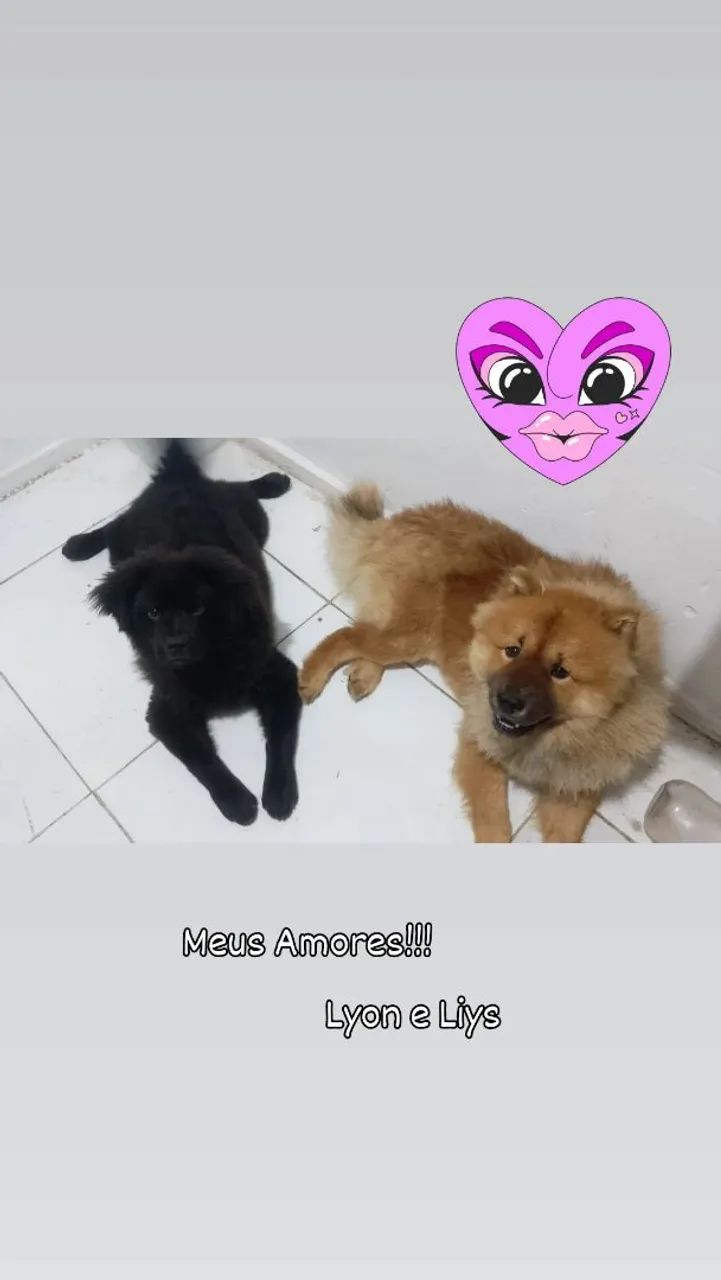 Chow Chow 