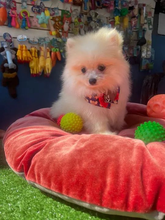 Filhote de Spitz alemão macho muito fofinho 