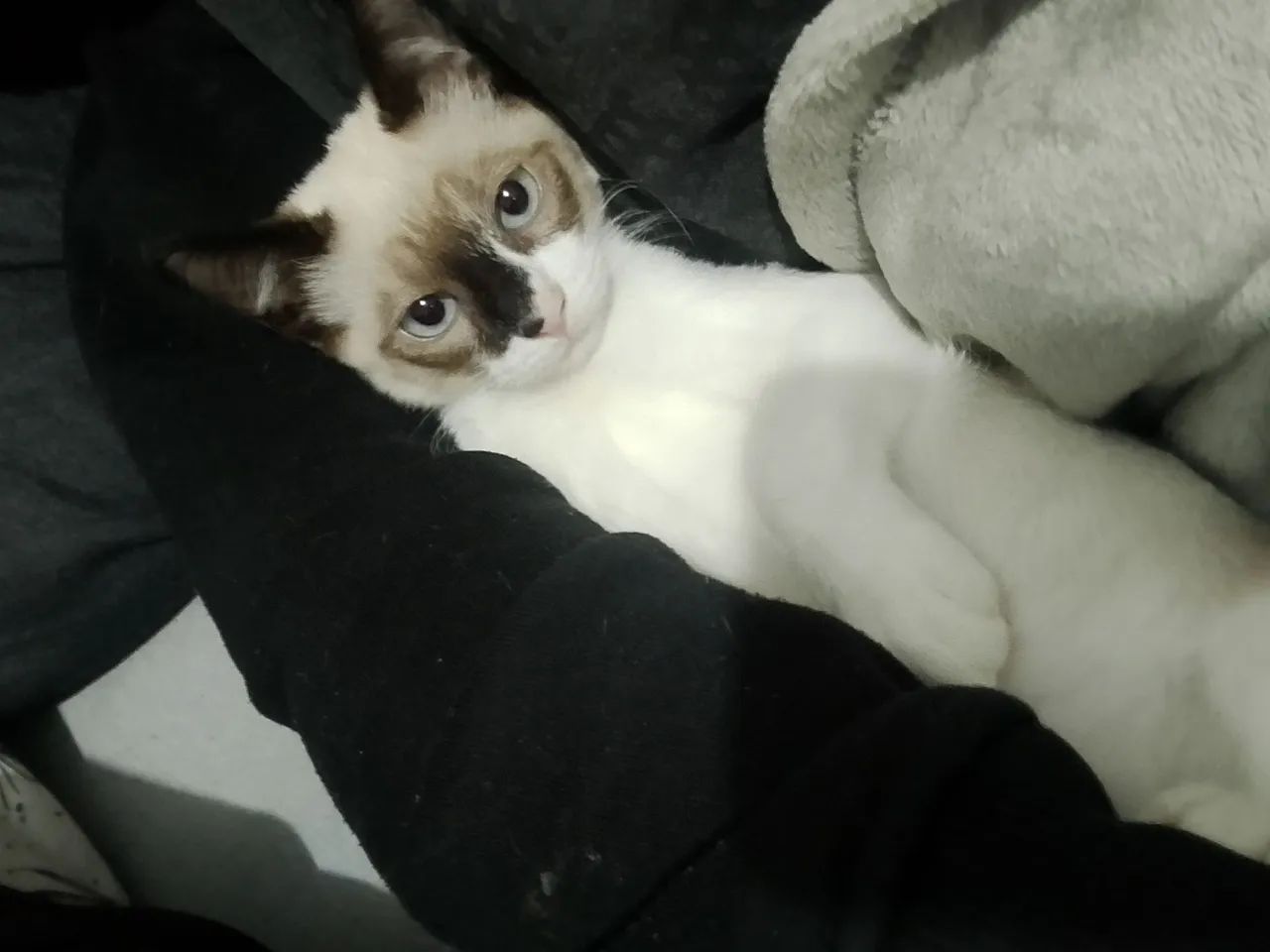 Gatinho Siames - Foto 2