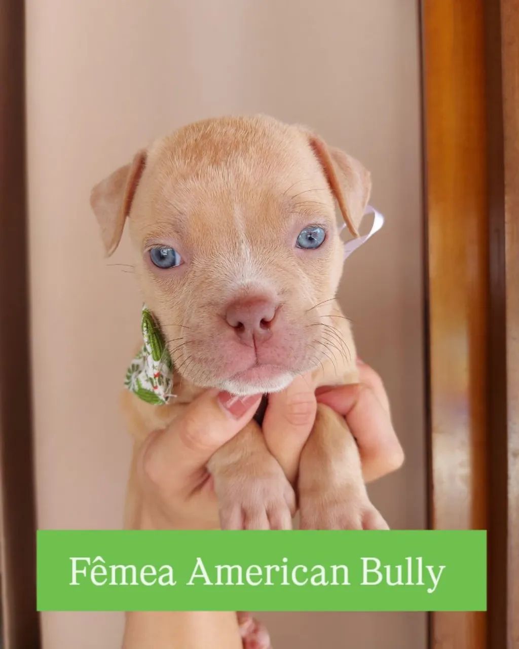 Filhote Fêmea American Bully