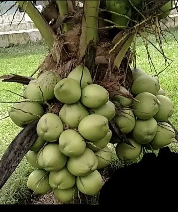 Coco anão bae64313659768194120