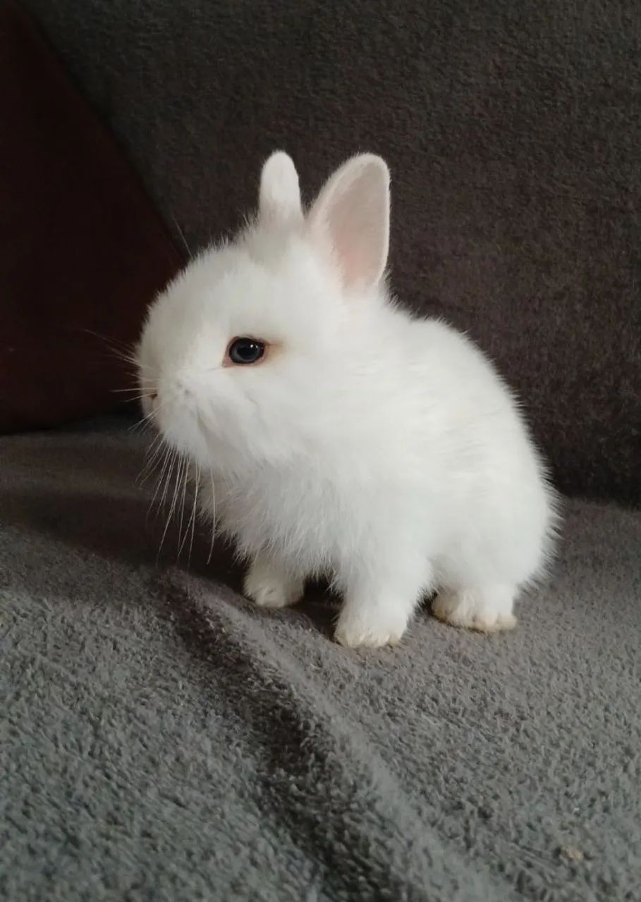 Mini coelhinhos lion 64706227072897121