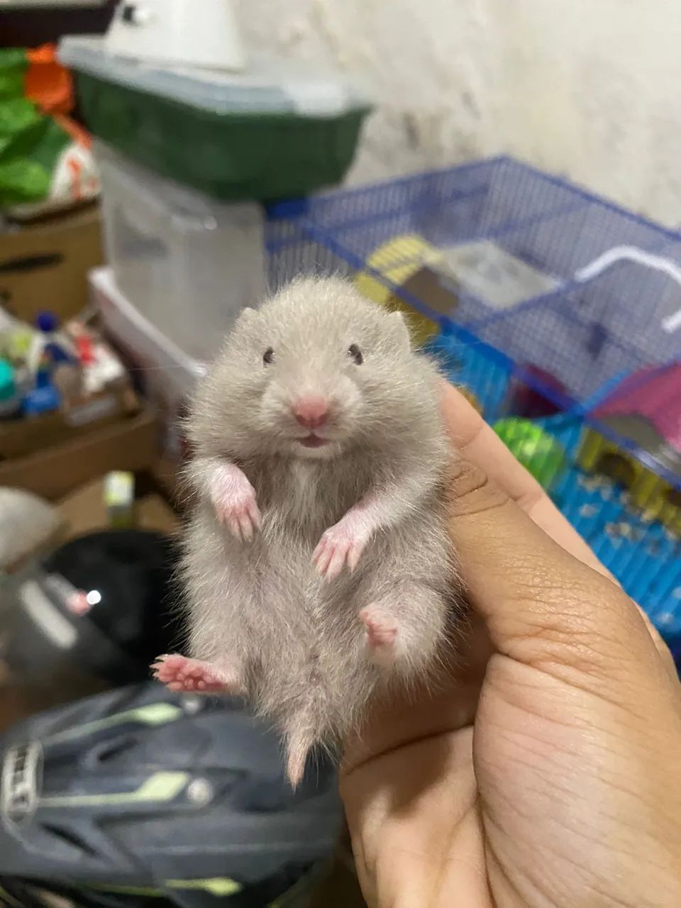 Hamster sírio angorá 