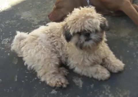 Ilhada apso - Foto 2