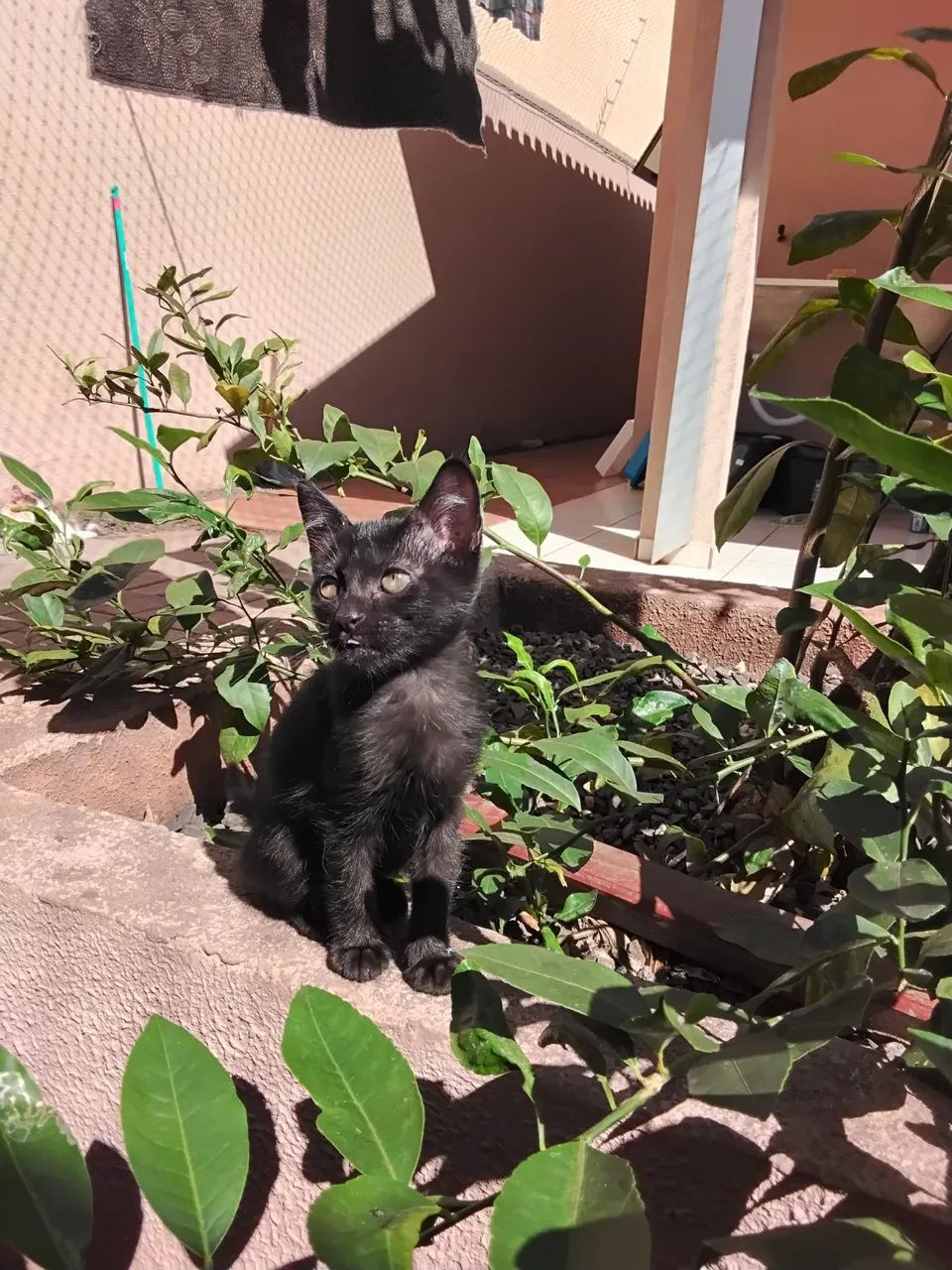 Gatinho lindo disponível para adoção - Foto 2