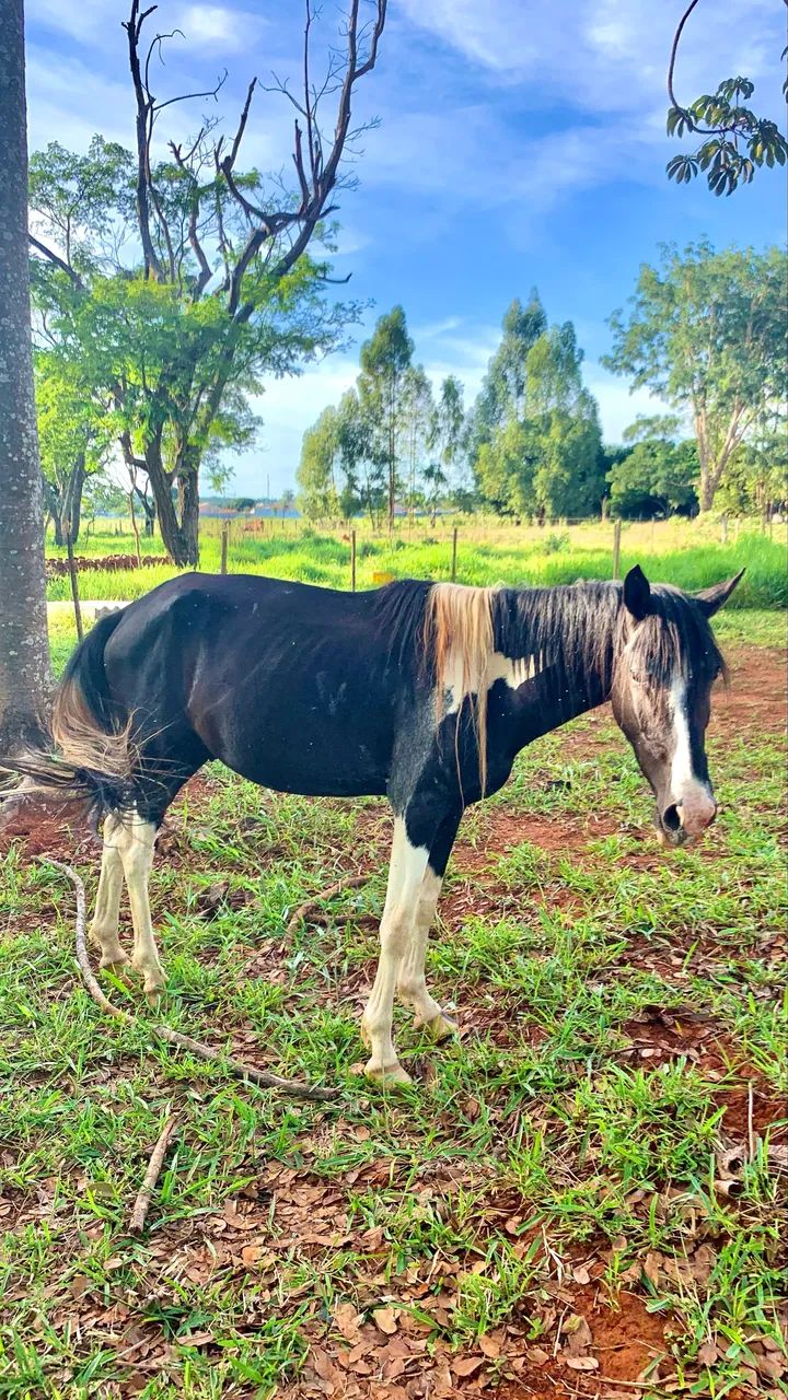 Cavalo Pampa 4 anos - Foto 4