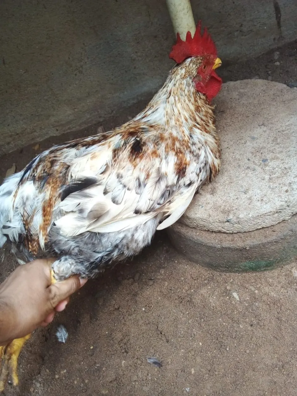 Galo de Raça