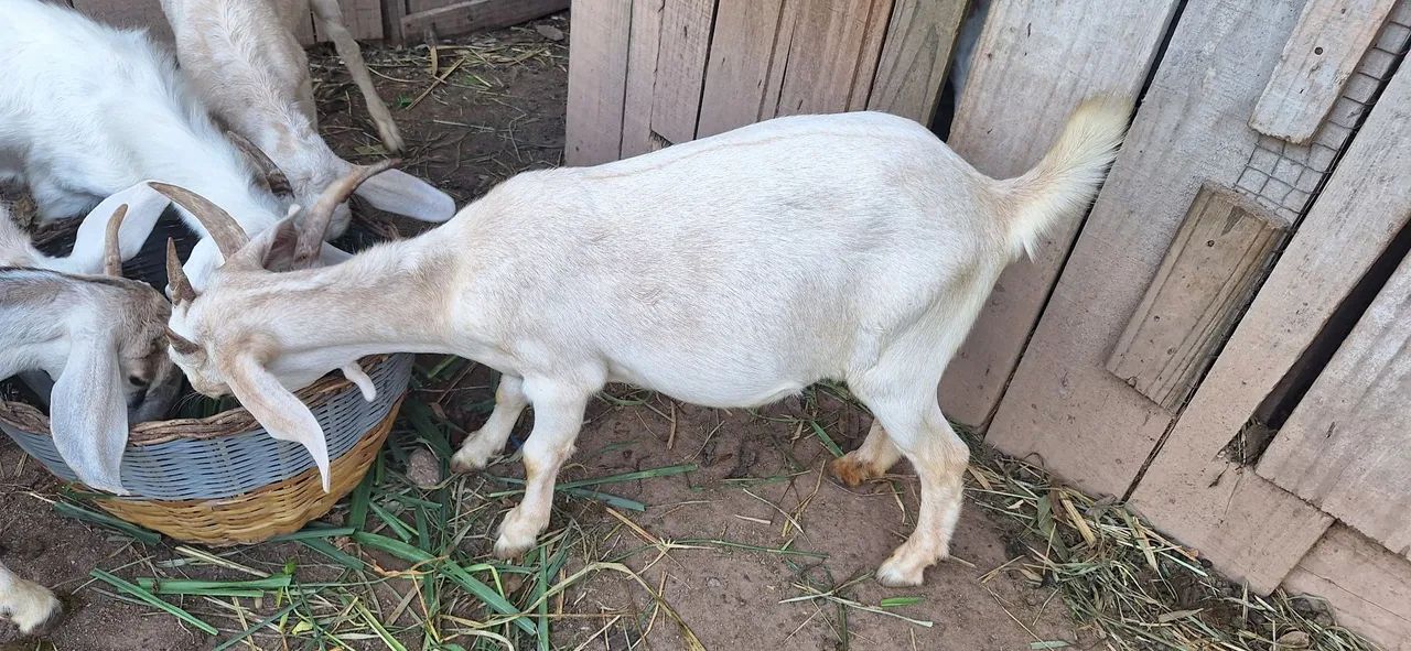 Cabras leiteras  - Foto 4