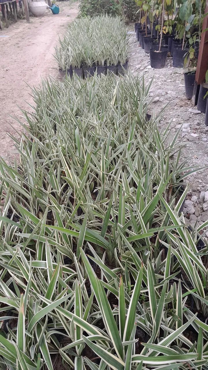 Fontes Decorativas para Jardim - Foto 6