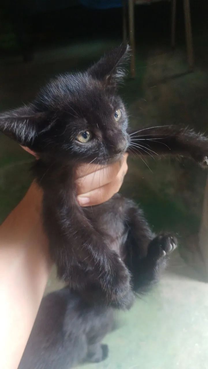 Gatinhos preto fofo para adoção