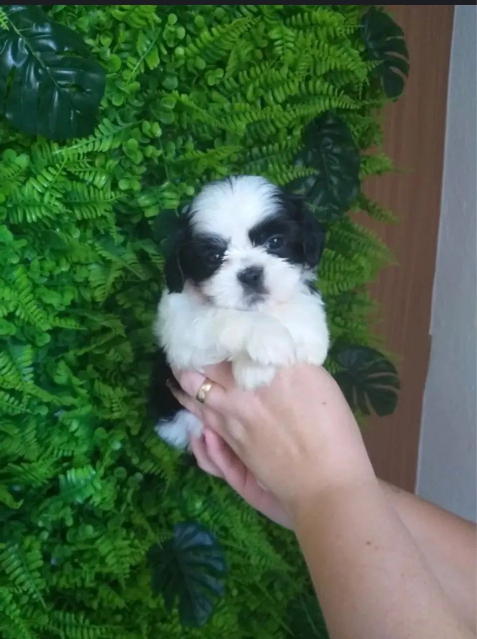 Vendo shih tzu macho 