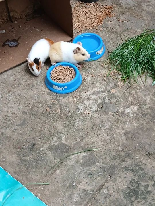 Porquinho da Índia  - Foto 3