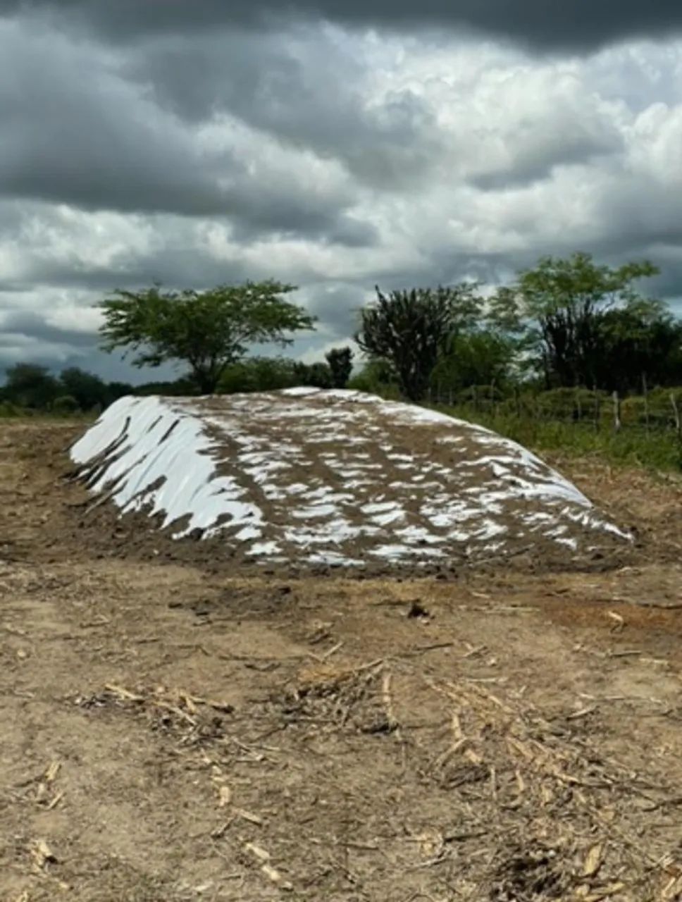 Silagem de milho - Foto 4