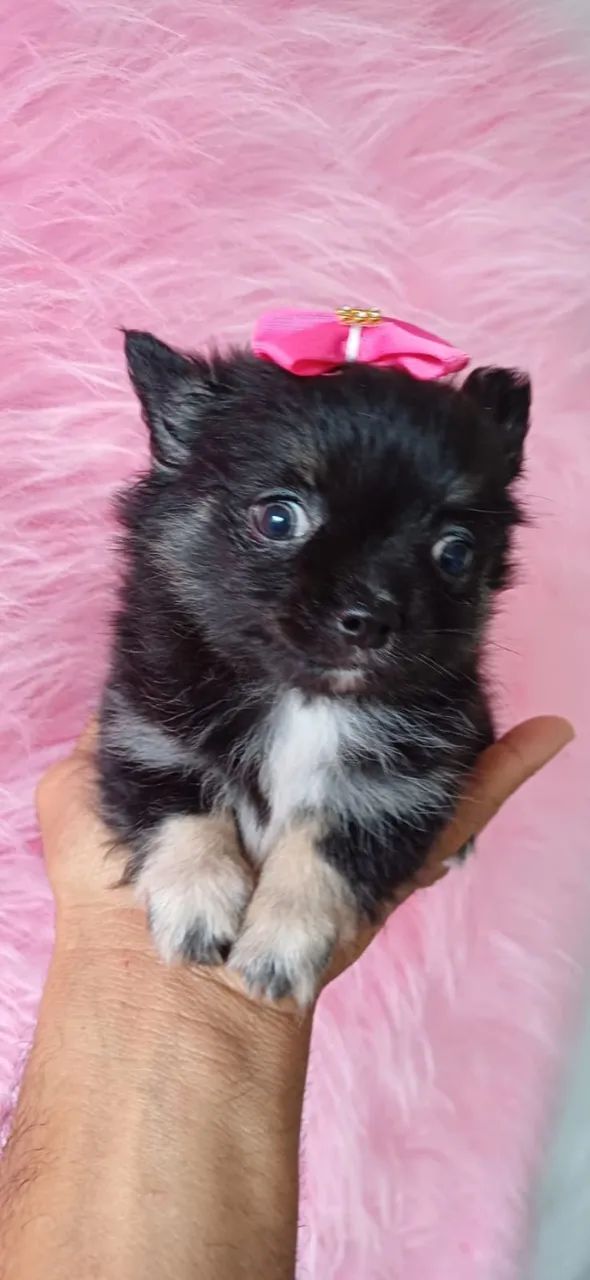 Chihuahua de Pelo Longo - Um filhote elegante e carinhoso para sua família! - Foto 3