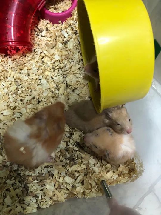 Hamster sírio ( fazemos entrega) - Foto 5