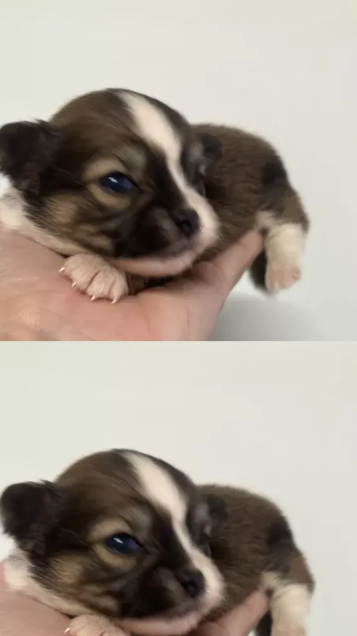Raça Nobre, Personalidade Única ? Seu Chihuahua Espera por Você
