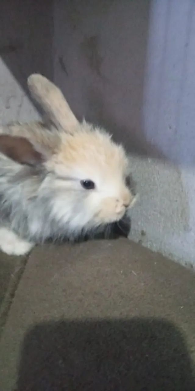 Coelhinhos fofos para alegrar o seu lar! - Foto 6