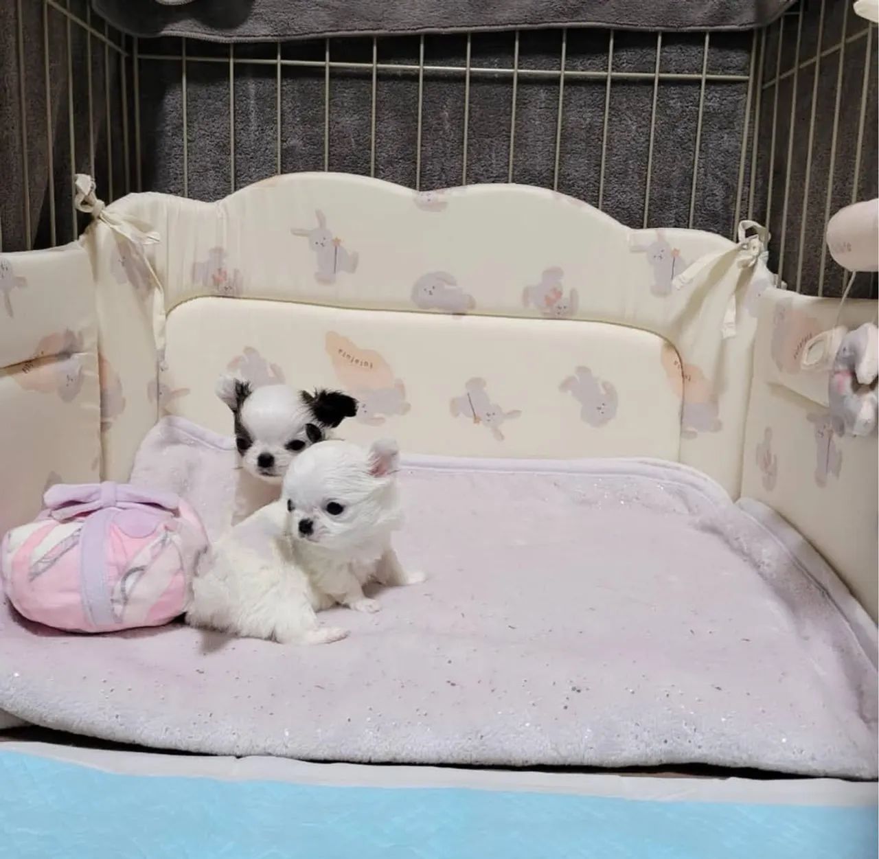 Chihuahua micro Pelo longo e pelo curto  pronta entrega  - Foto 3