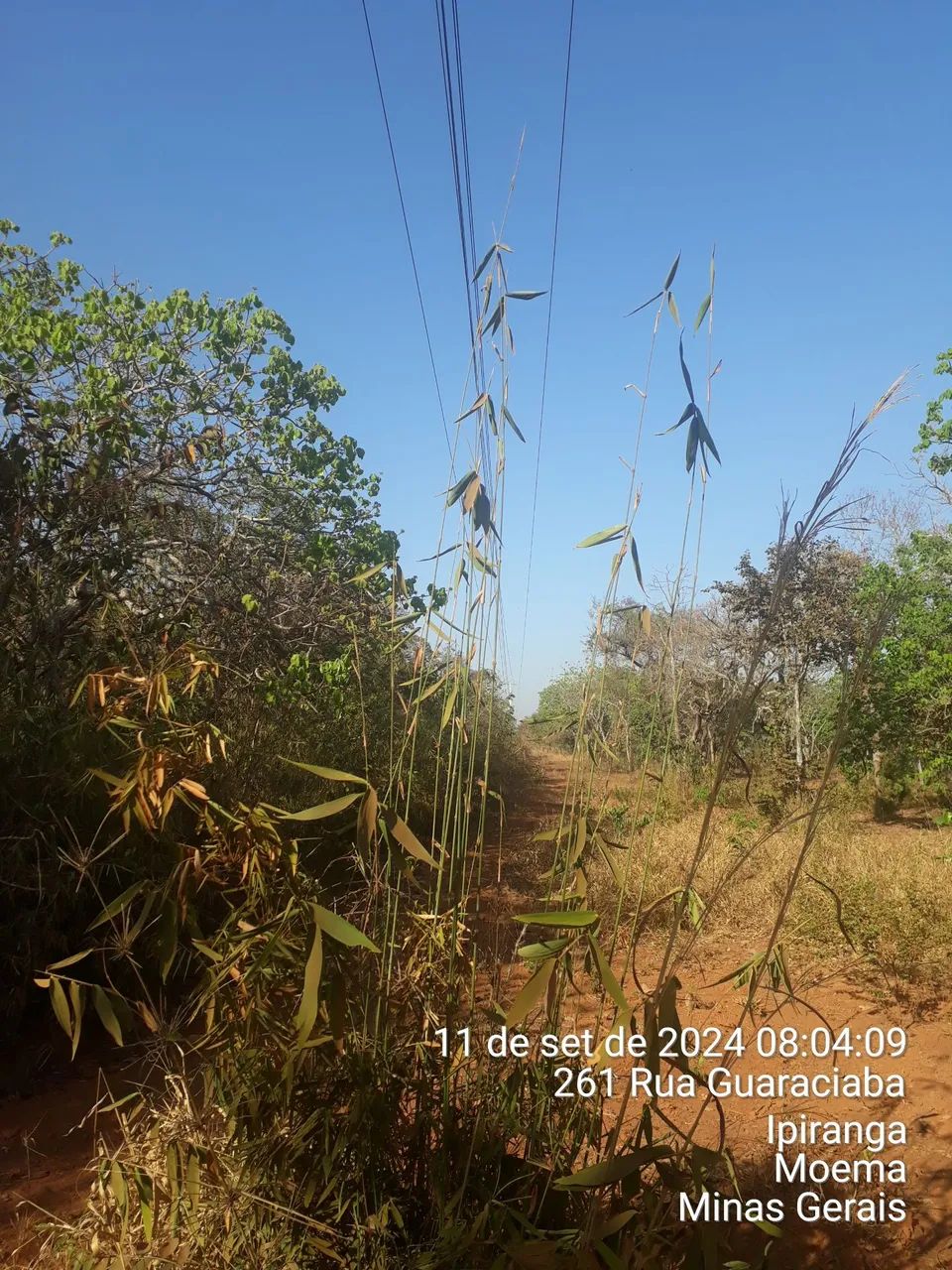 CAPINAS e  limpeza de lotes e grandes áreas. - Foto 3