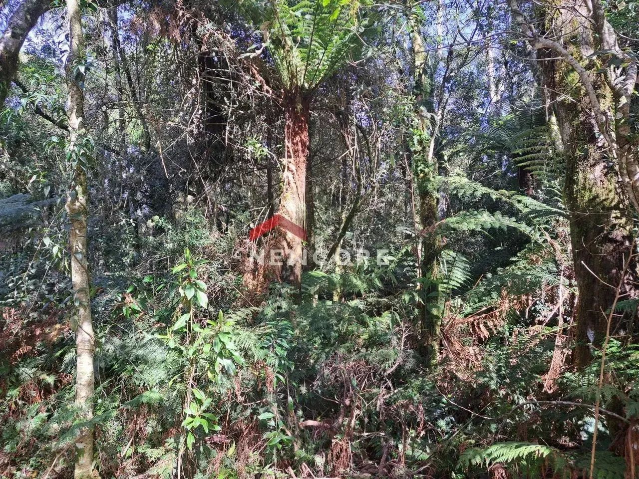 Lote em Rua São Gotardo - São Bernardo - São Francisco de Paula/RS - Foto 4