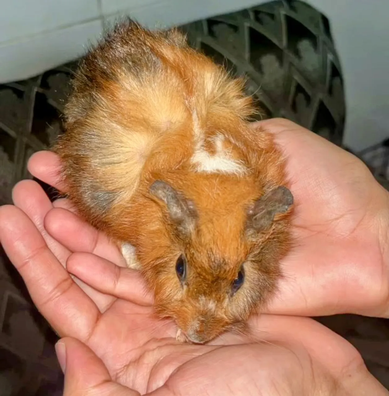 Vendo porquinhas da índia 
