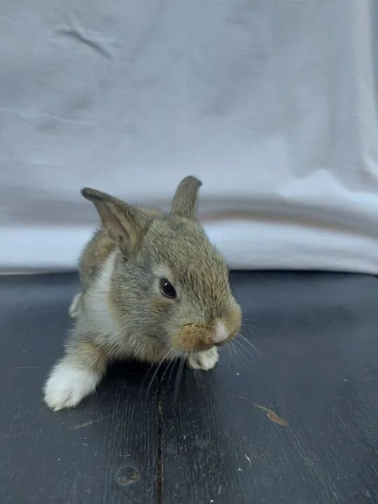 Vendo Filhotes de Coelho - Machos e Fêmeas - Foto 6