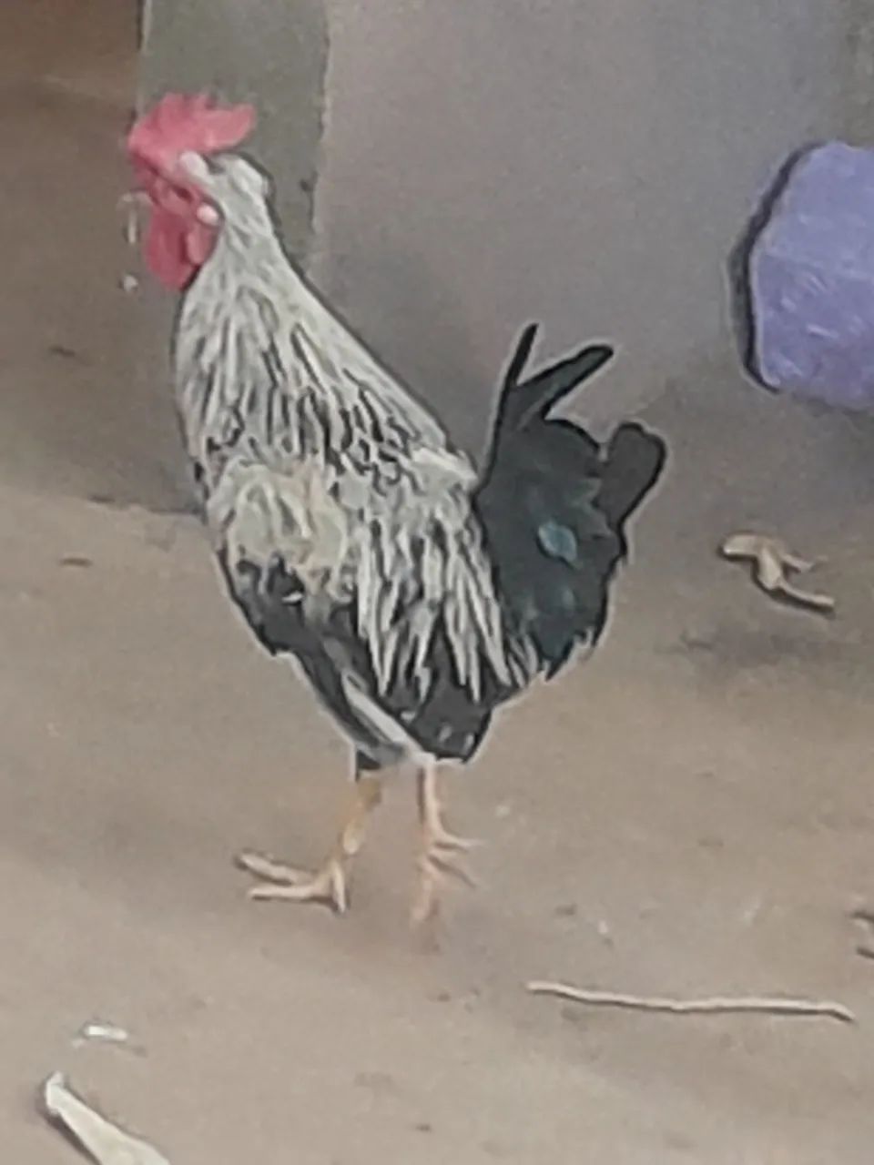 Vende-se Galinze  - Foto 5