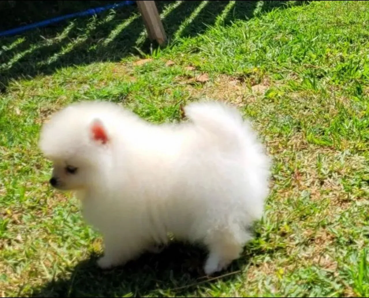 Filhote de Spitz Alemão Anão