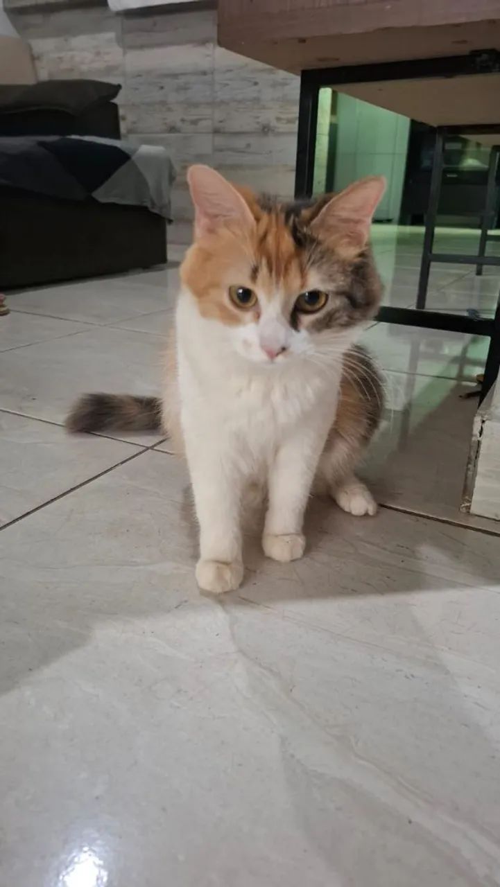 Doação de linda gata tricolor 