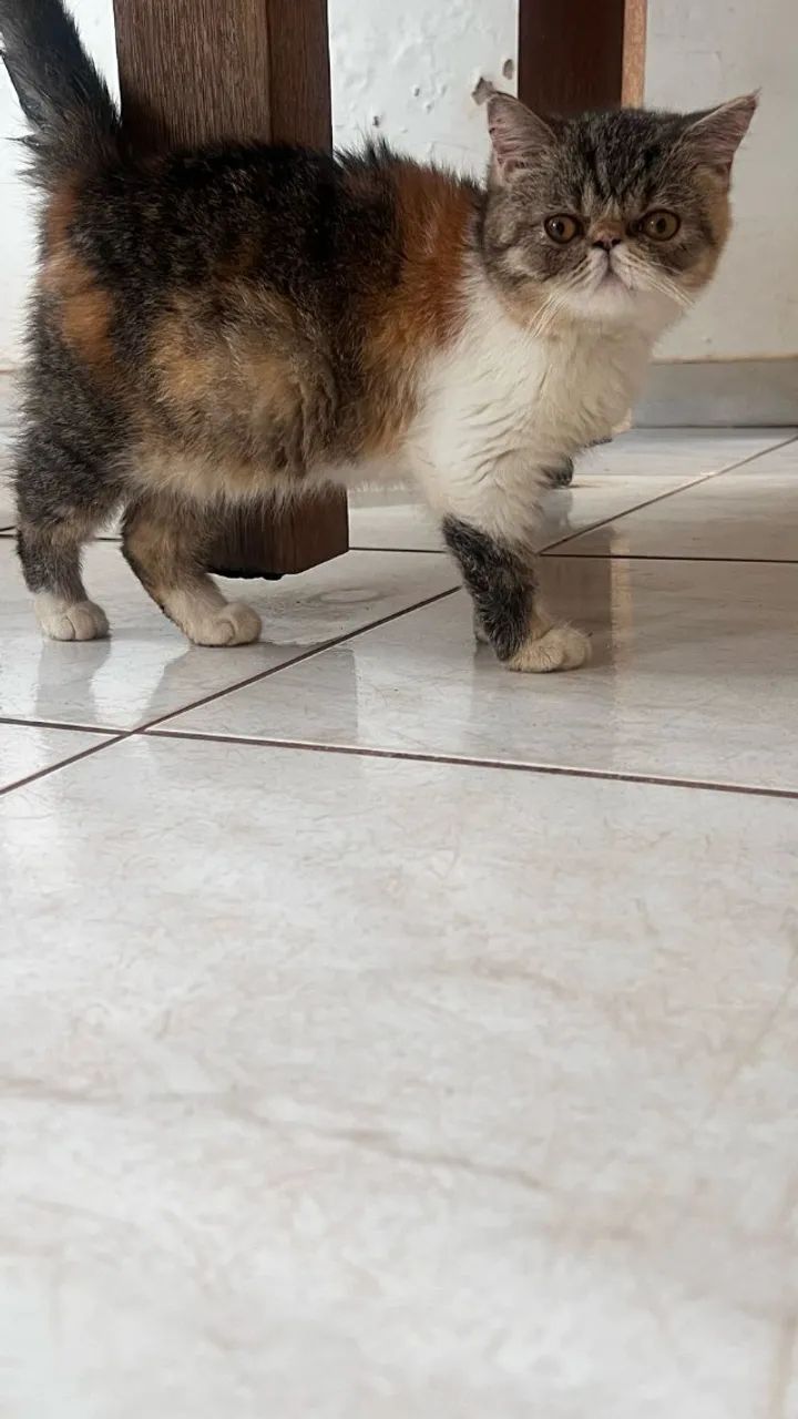 GATOS PERSAS E EXOTICOS - Foto 4