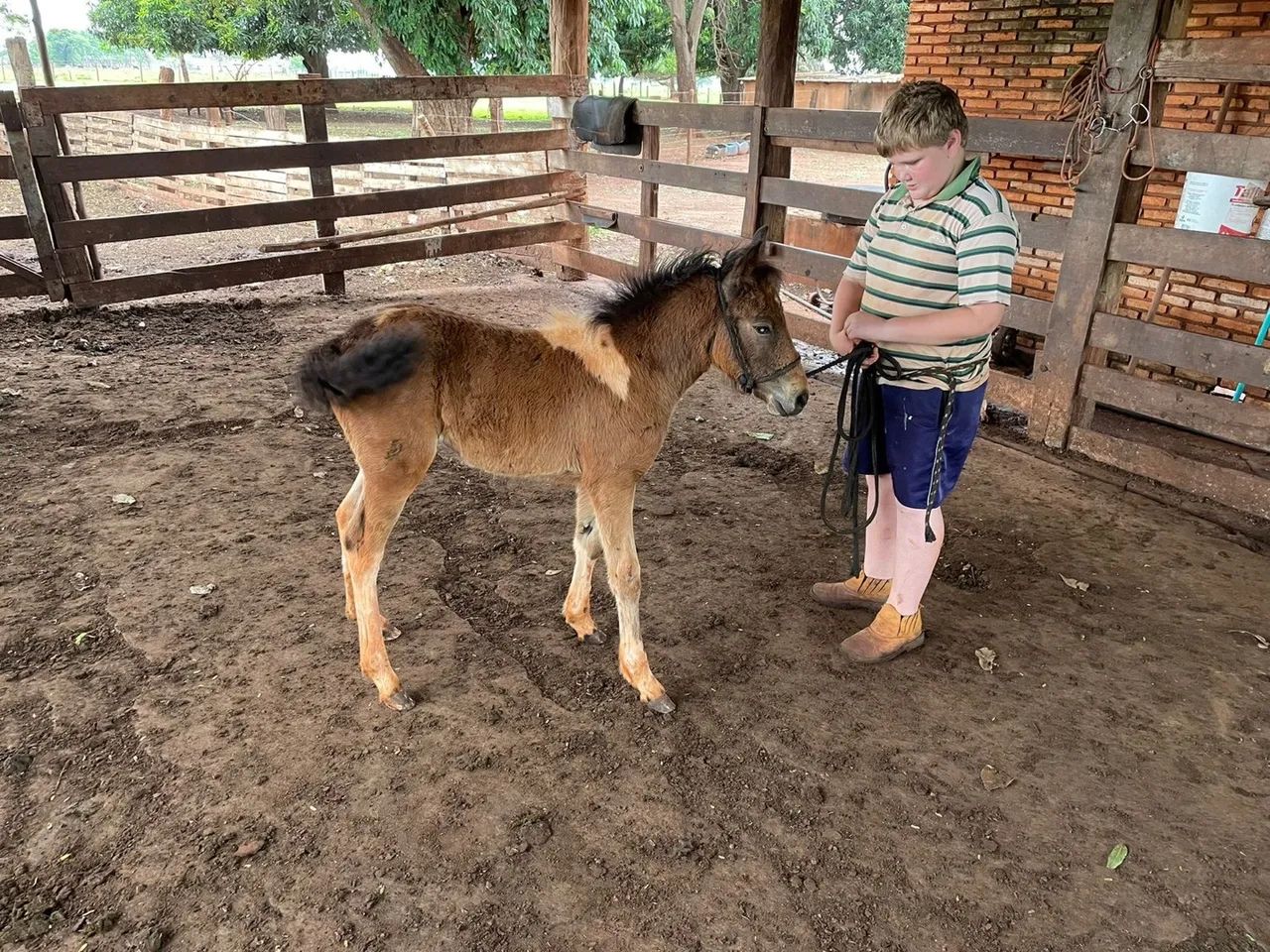 Mine Ponei fêmea  - Foto 4