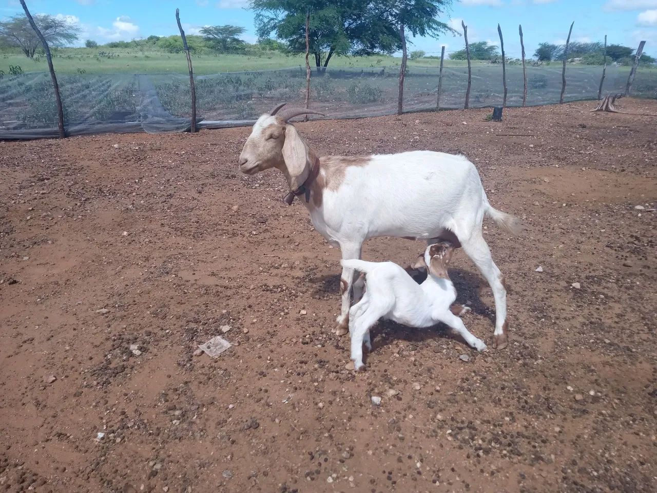 Cabra Boer com filhote para venda - Foto 3
