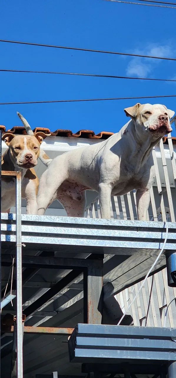 Filhotes Pitbull - Foto 5