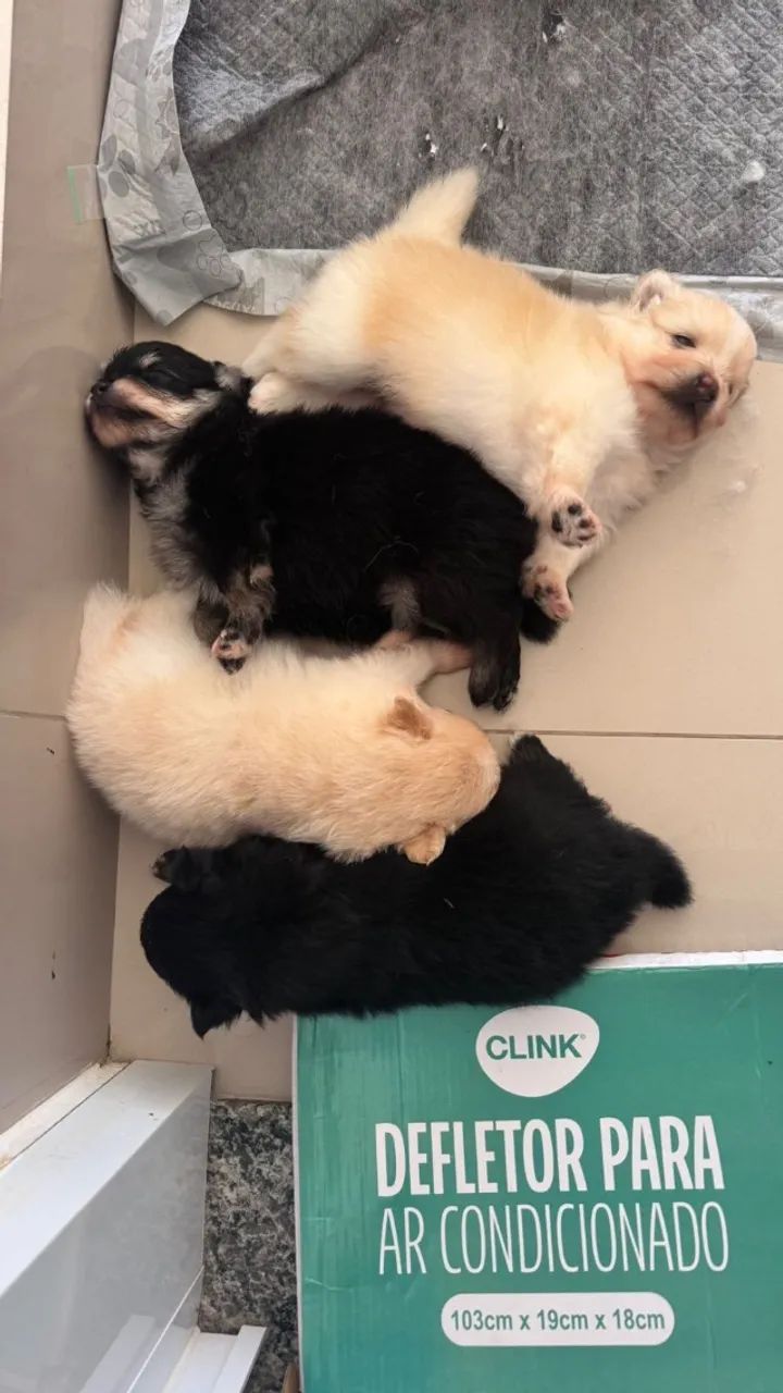 Filhotes de Spitz Alemão  - Foto 2