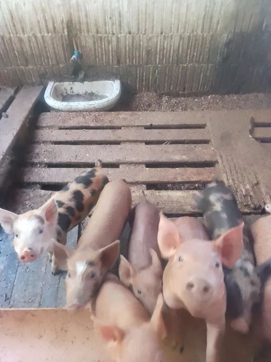 Leitões e leitoas para abati ou reprodução, ótima linhagem Nilo canastra e pisl - Foto 2