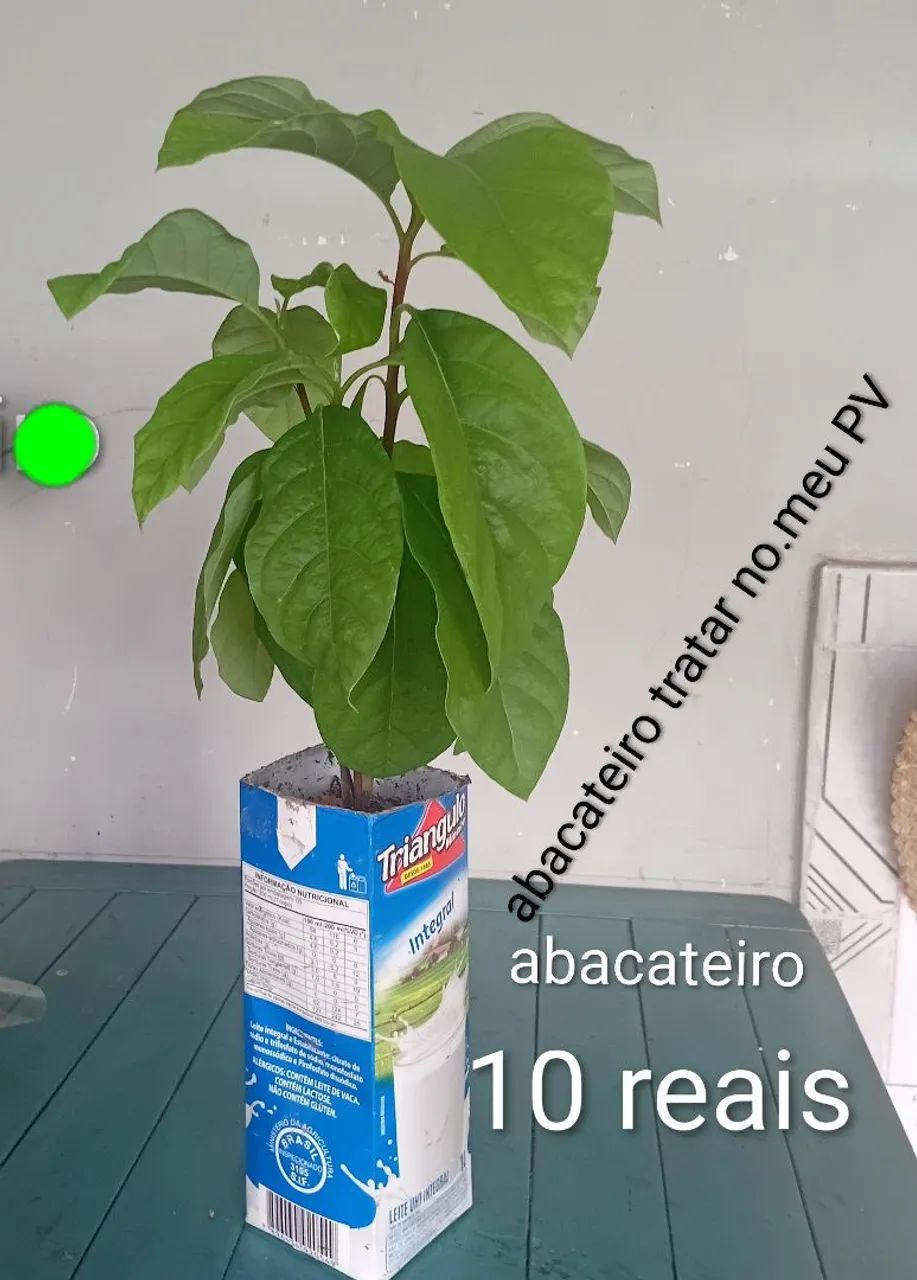 Mudas dessas plantas.  - Foto 4