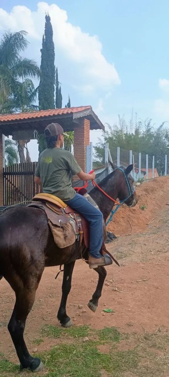 Potra Mestiça American trote - Foto 5