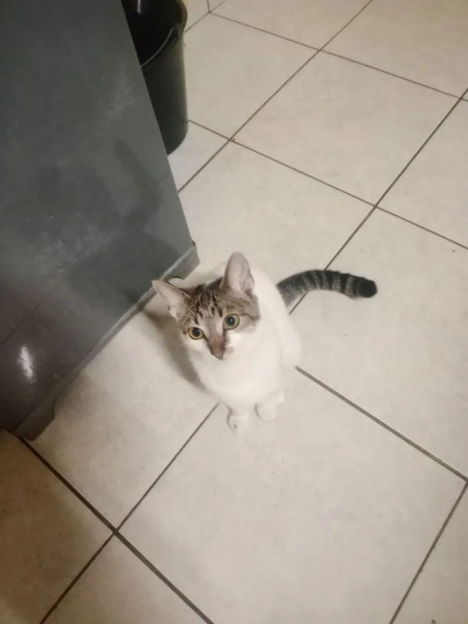 Estou doando minha gata - Foto 2