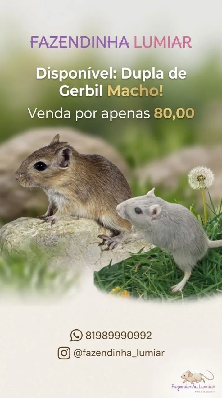 Fofinhos 