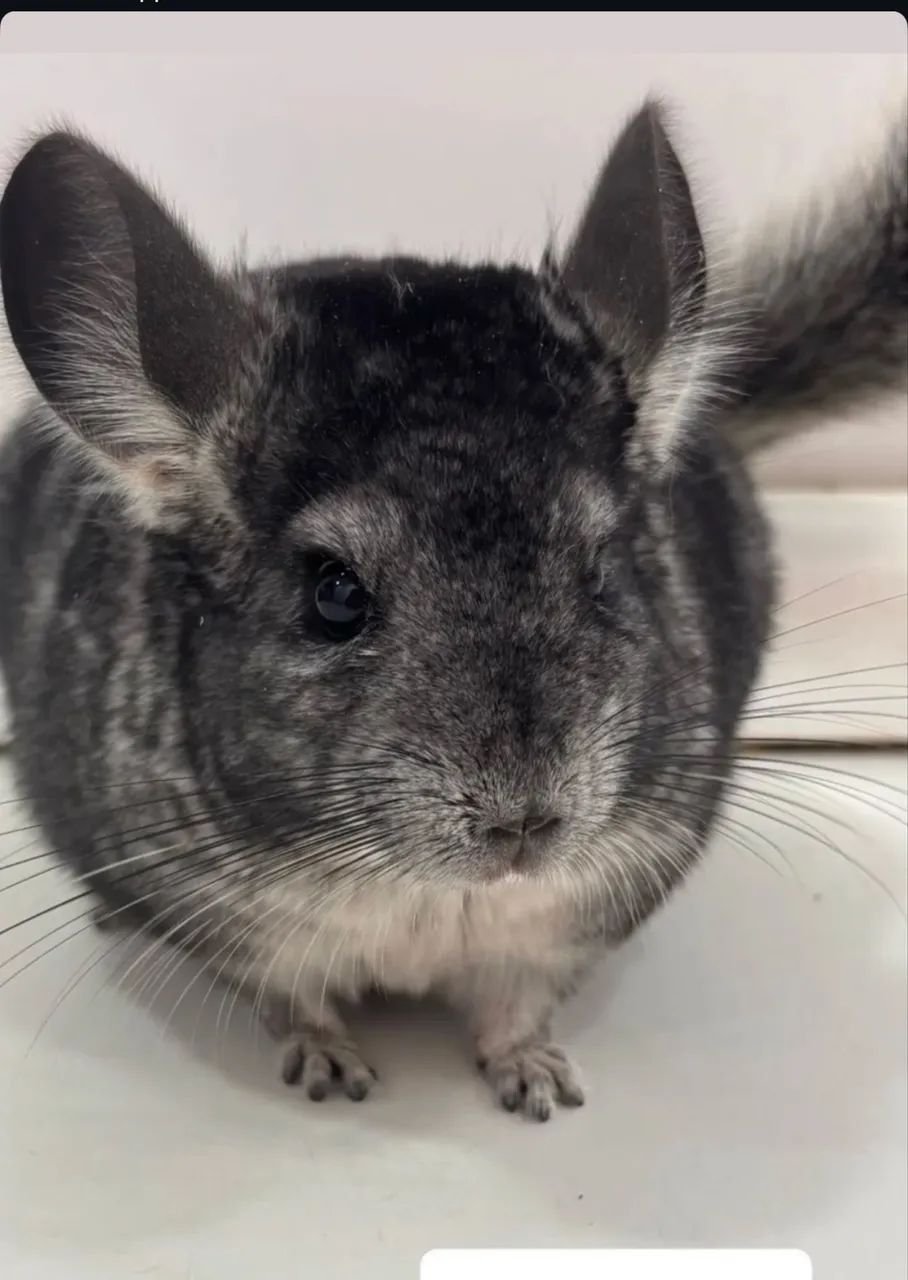 Chinchila 