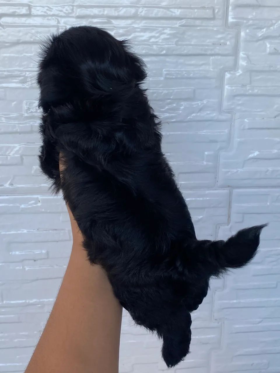 Lhasa apso machos e fêmeas  - Foto 2