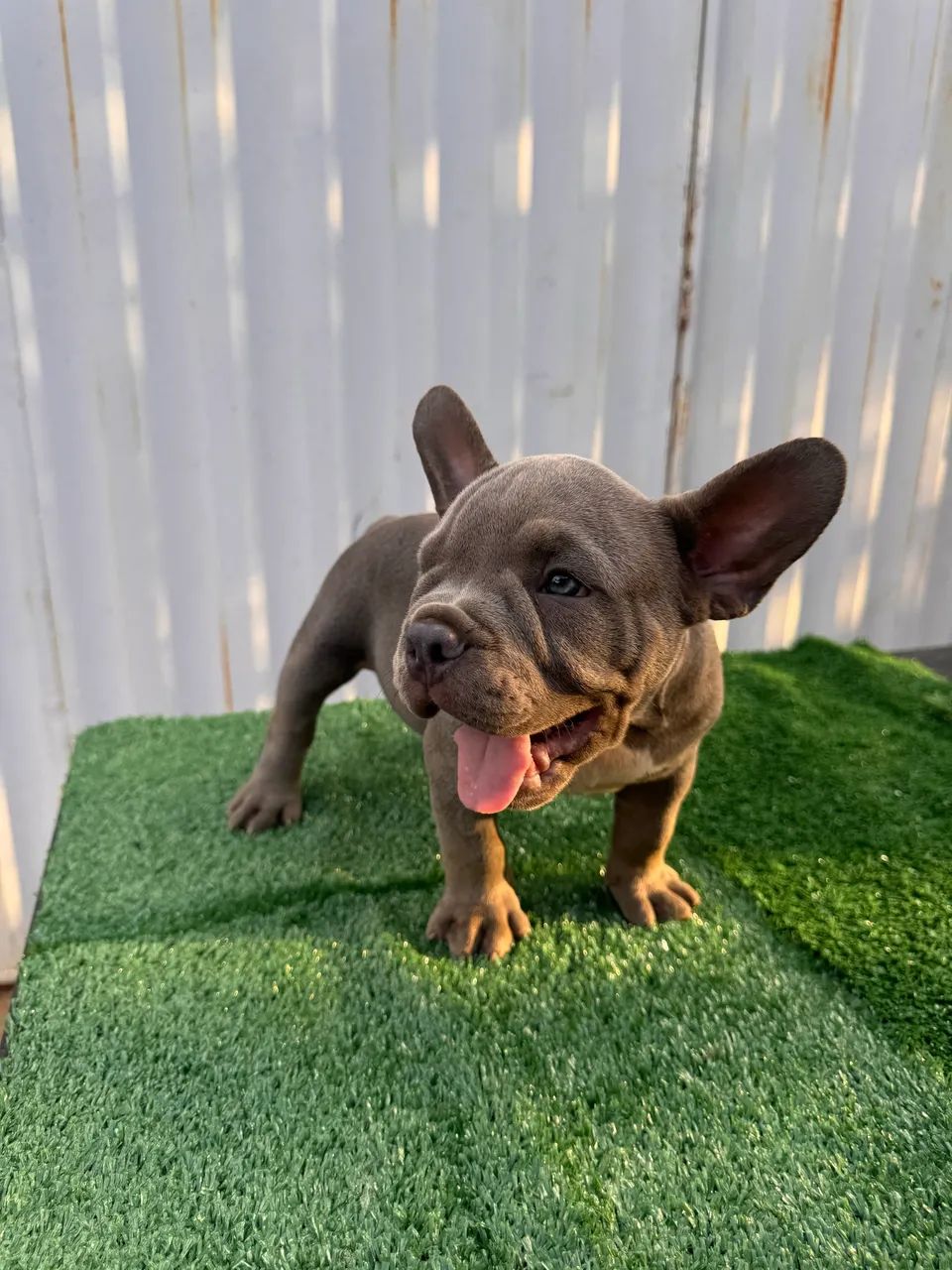 American Bully Exótico - Foto 3