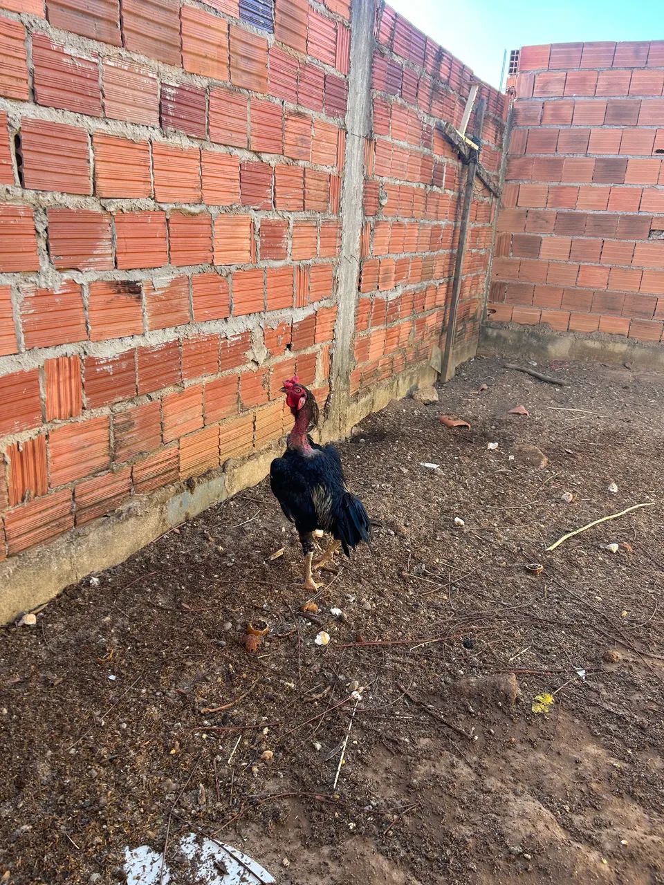 Vendo galo - Foto 2