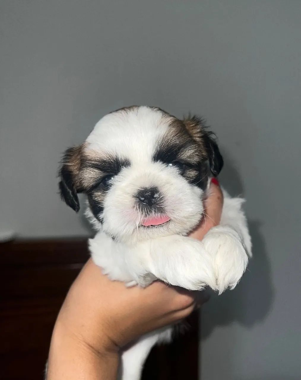 Filhote de shih tzu 