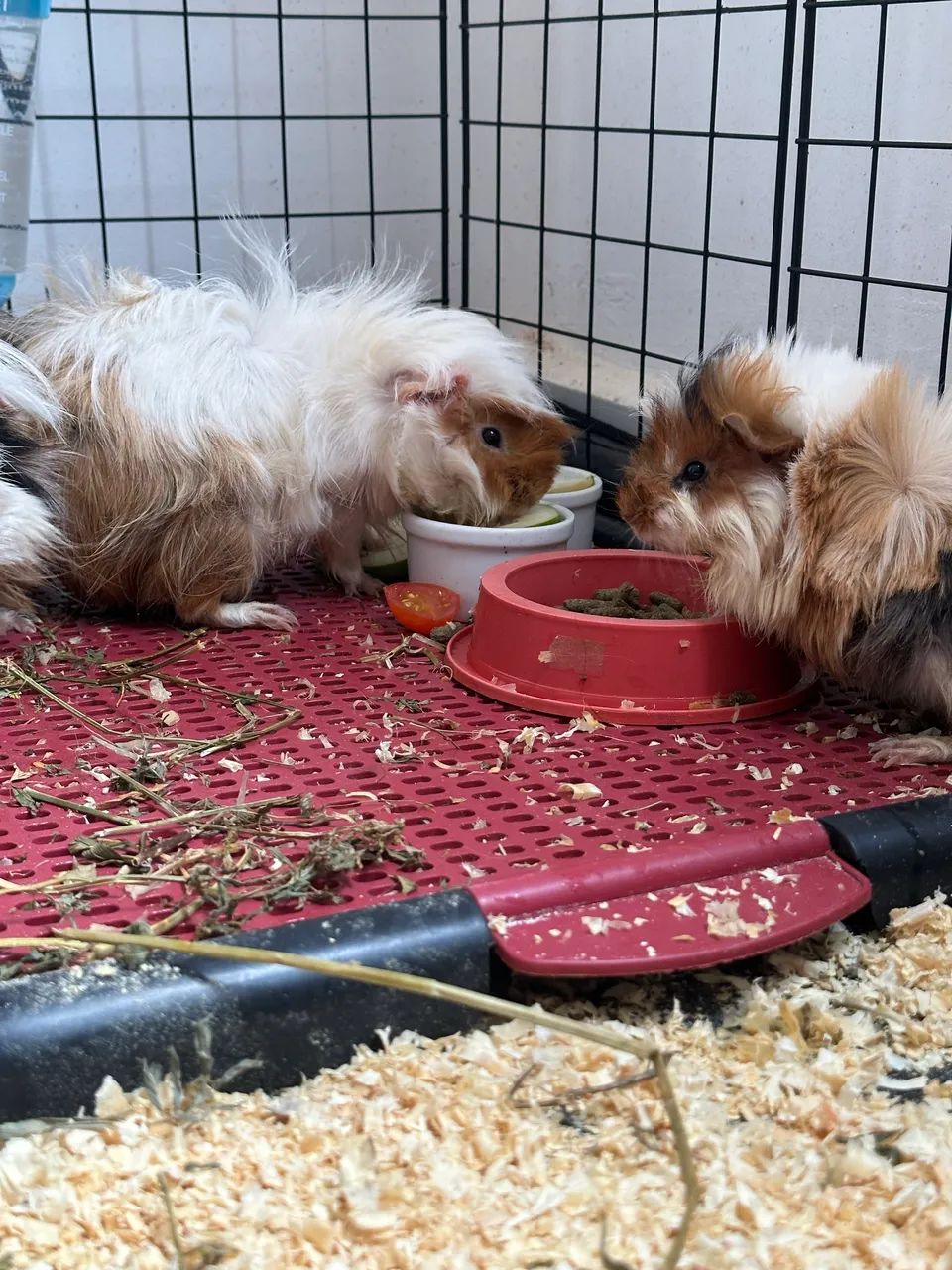 Três porquinhos da índia abissínio para doação 