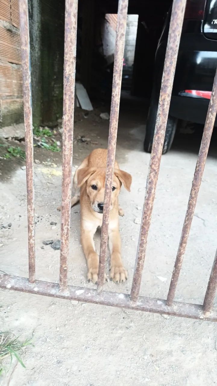 Doação de cachorro  - Foto 5