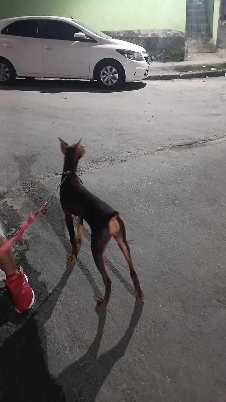 Doberman 5 meses - Foto 3